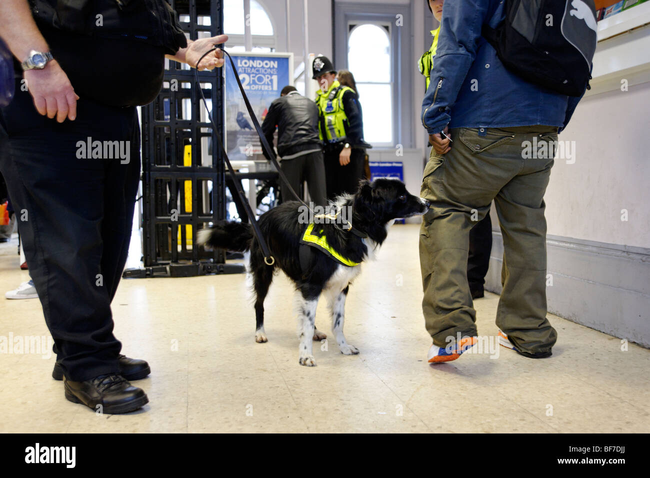 British Transport Police using  a drugs sniffer dog during routine neighborhood policing at Lewisham train station. London Stock Photo