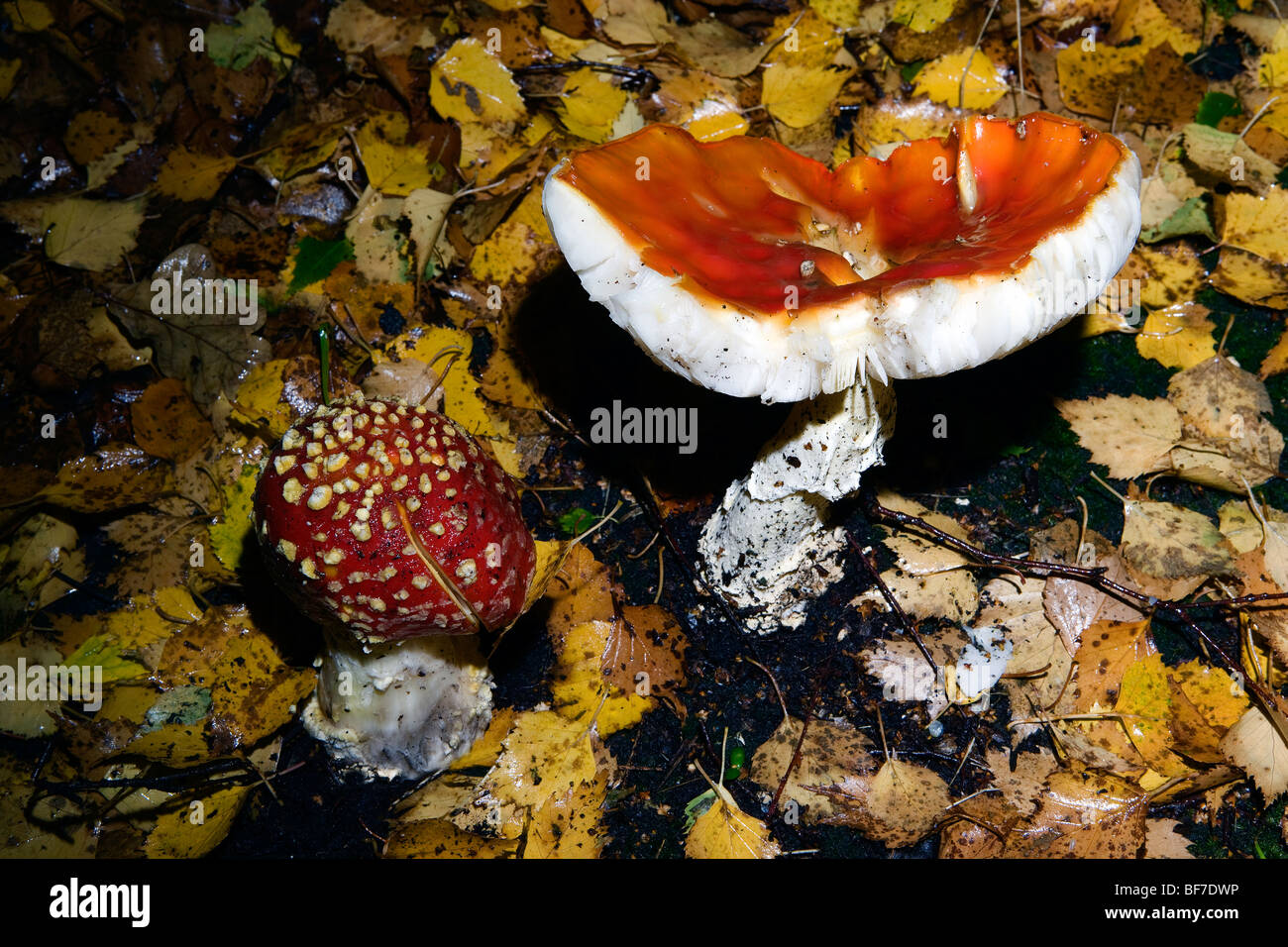 Fungi  Fly Agaric (Amanita muscaria)  toadstool (left) on autumn wood floor Stock Photo