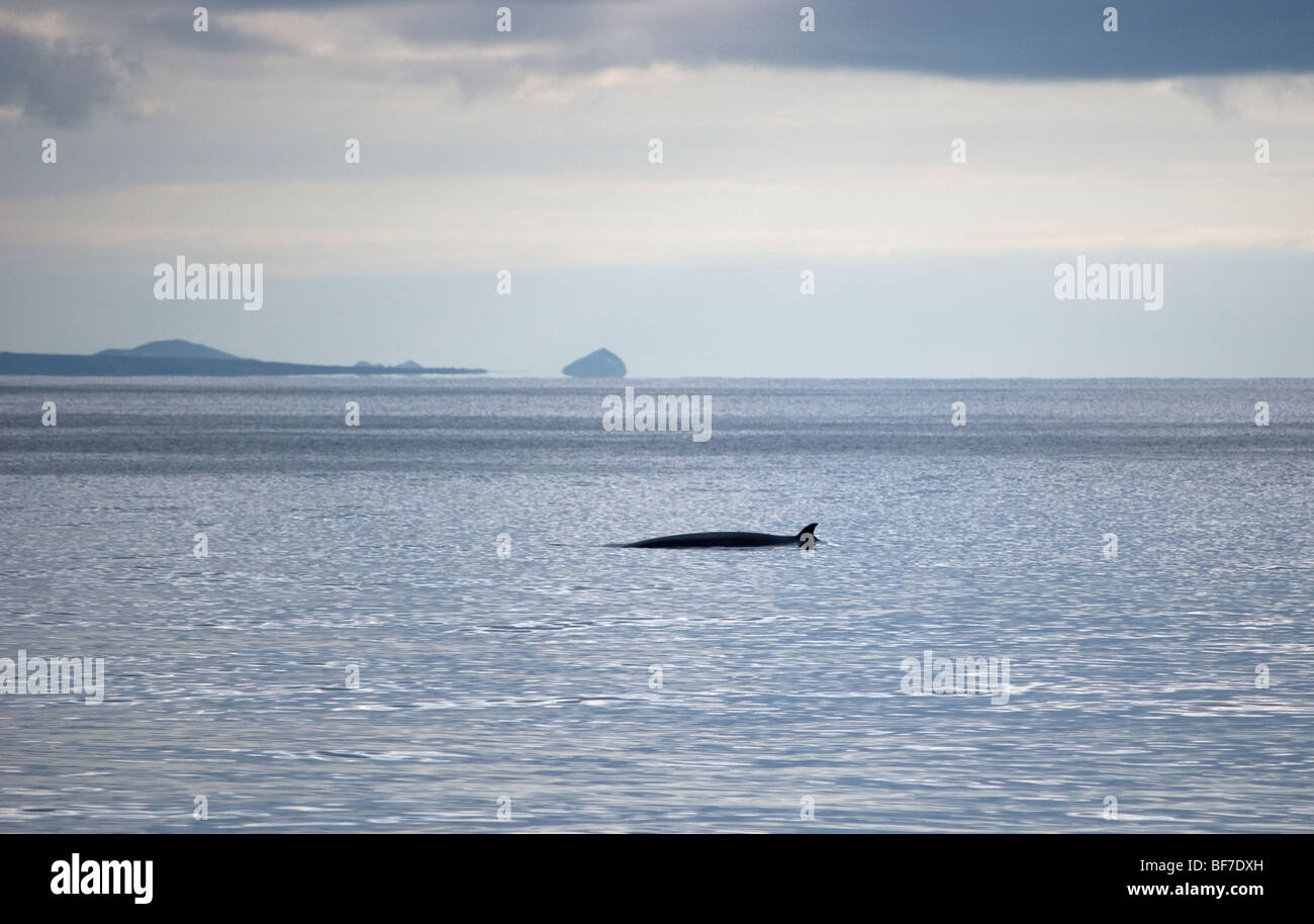 Whale hunting iceland hi-res stock photography and images - Alamy