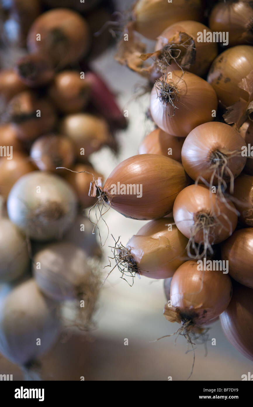 White onions on display hi-res stock photography and images - Alamy