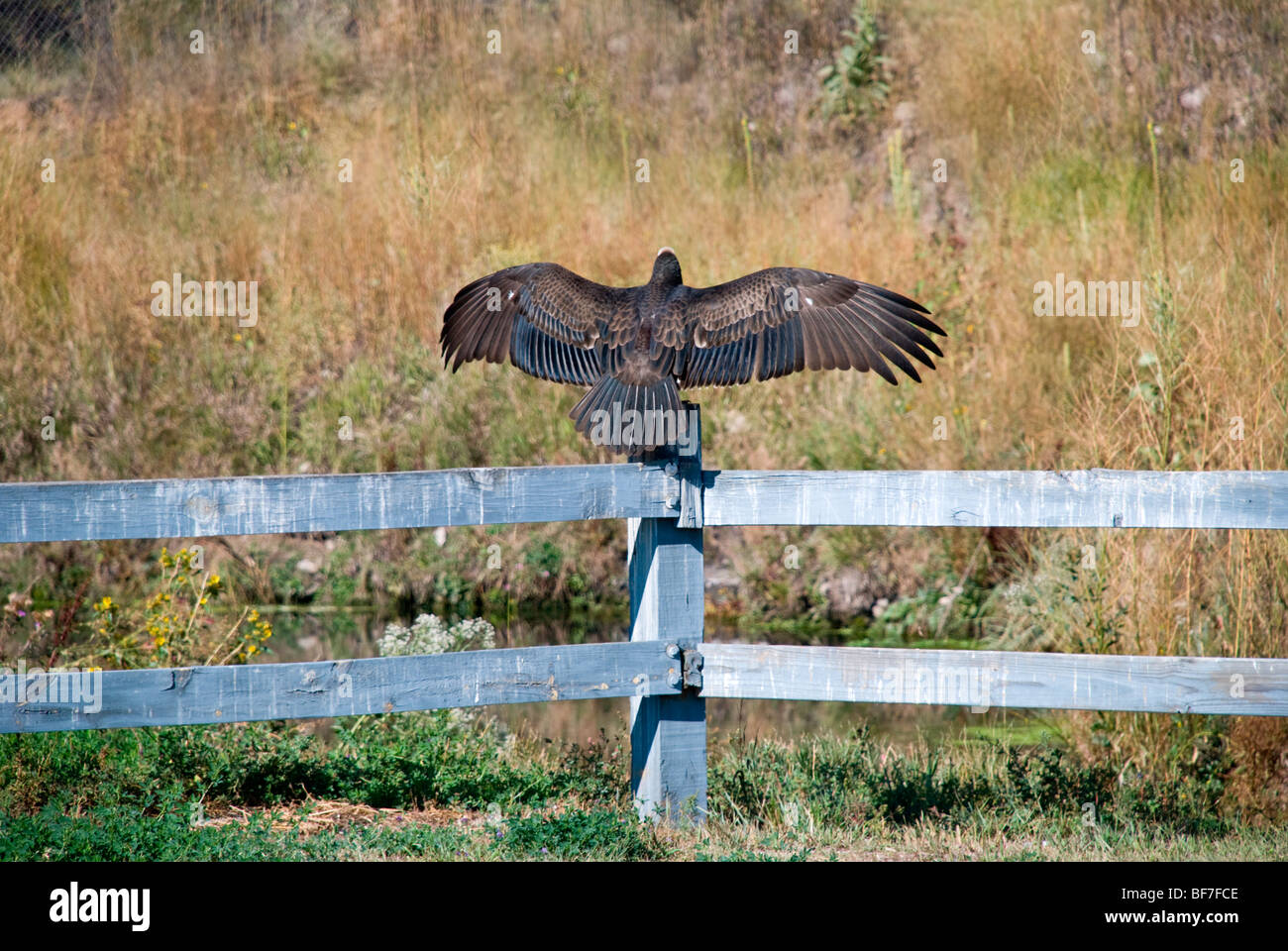 Vulture spread wings hires stock photography and images Alamy