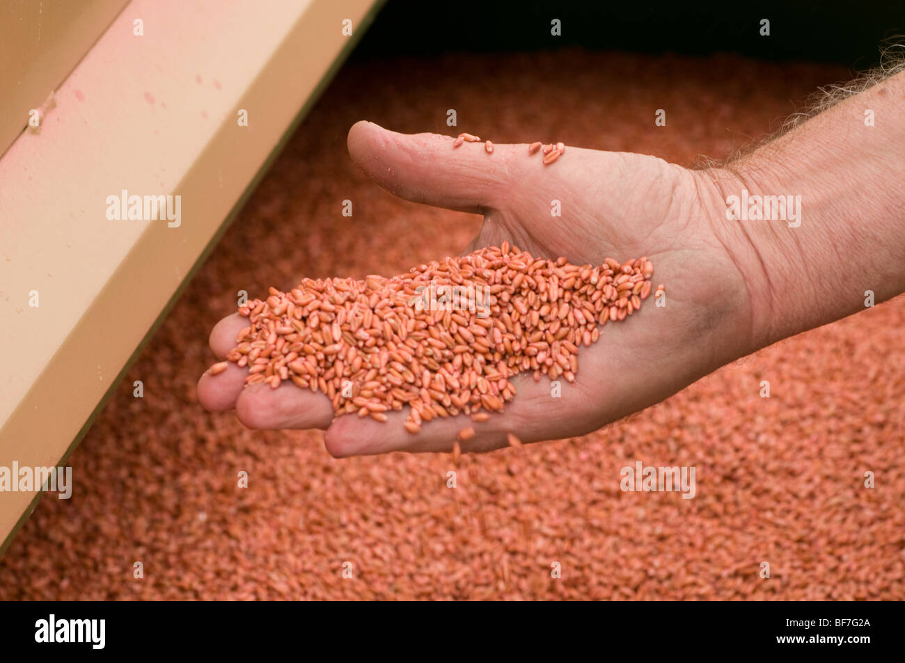 wheat seed in hand Stock Photo
