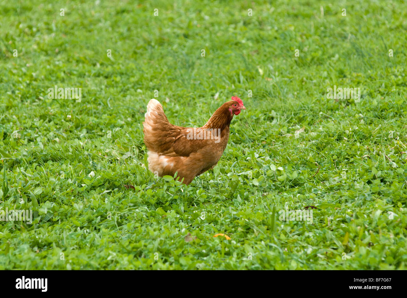 Heritage breed chicken at Rumbleway Farm in Cecil County MD Stock Photo