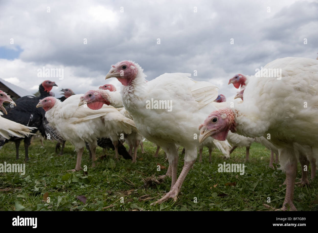 Heritage breed Turkeys raised on pasture at Rumbleway Farm in Cecil County MD Stock Photo
