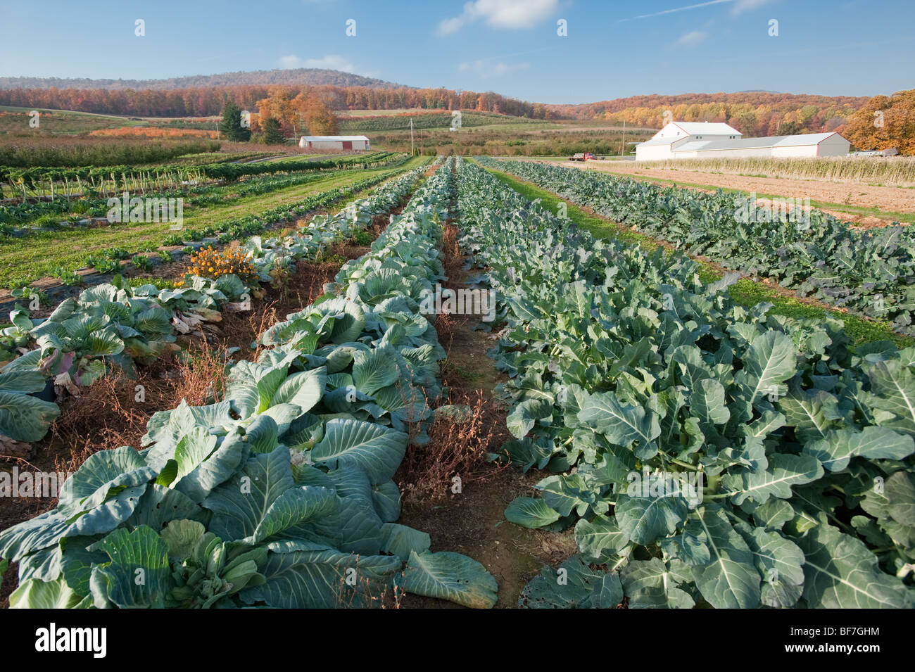 Cabbage patch Catoctin Mountain Orchard, Thurmont Maryland Stock Photo