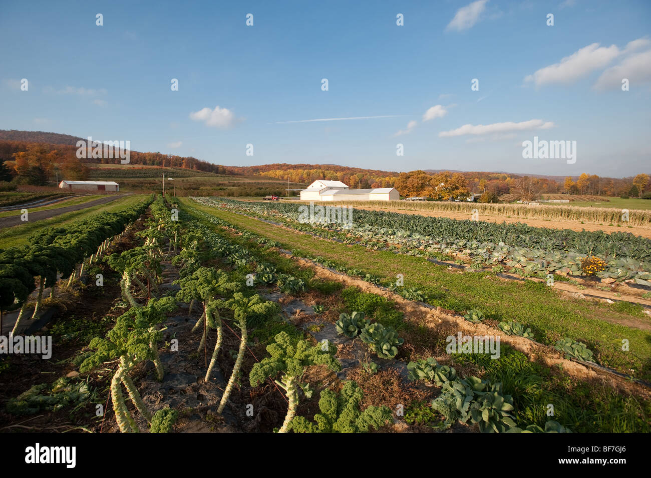 Vegetable garden , Catoctin Mountain Orchard, Thurmont Maryland Stock Photo