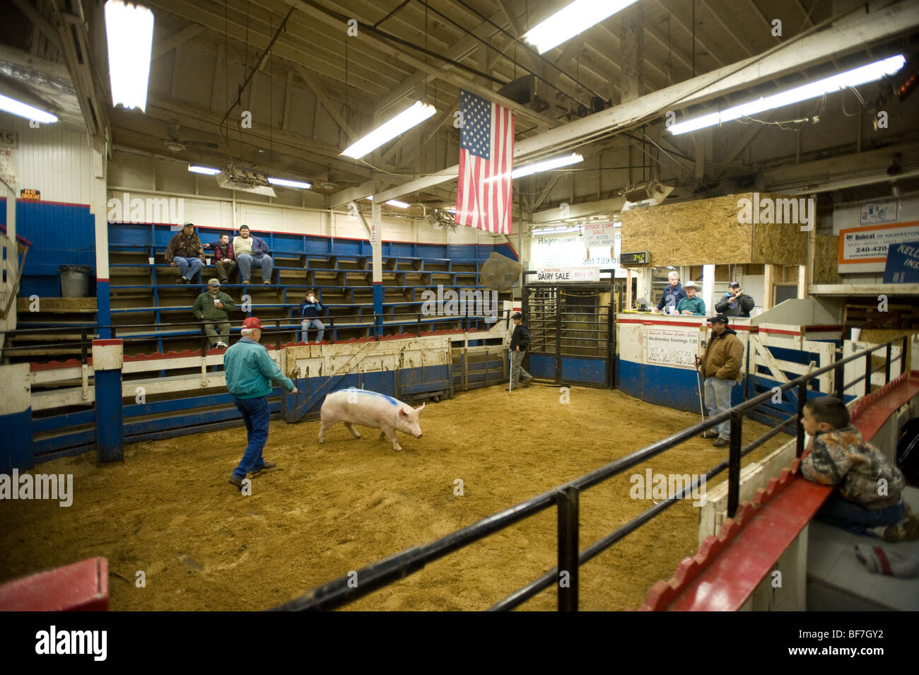 Day in the life of Maryland Four States Livestock Auction Hagerstown Maryland Stock Photo