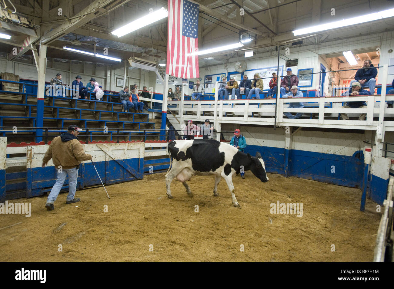 Man with cow Stock Photo - Alamy
