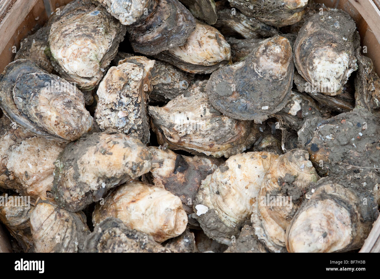 Chesapeake bay oysters, Maryland Stock Photo - Alamy