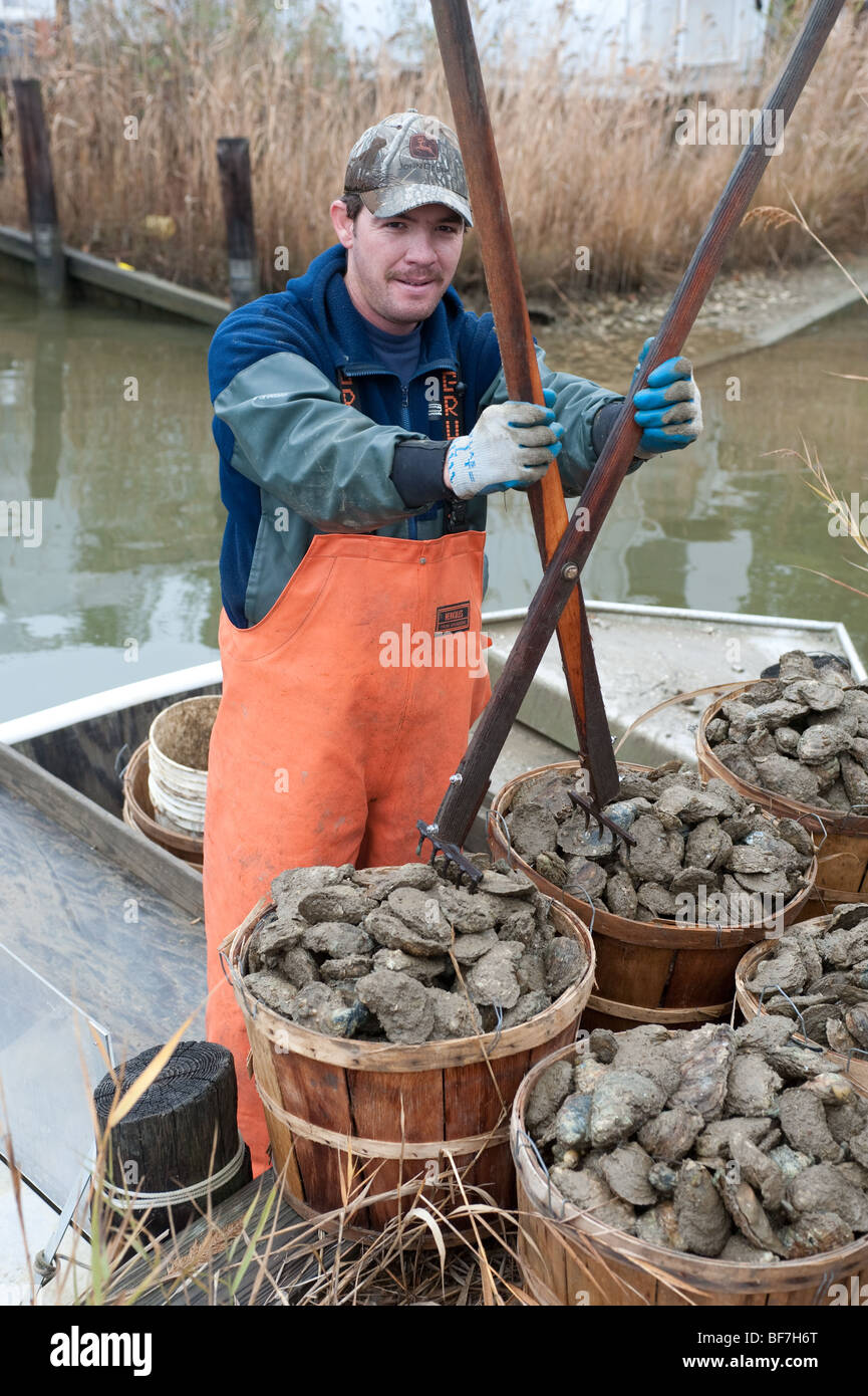 Waterman unloading oysters , Chesapeake bay Maryland Stock Photo Alamy