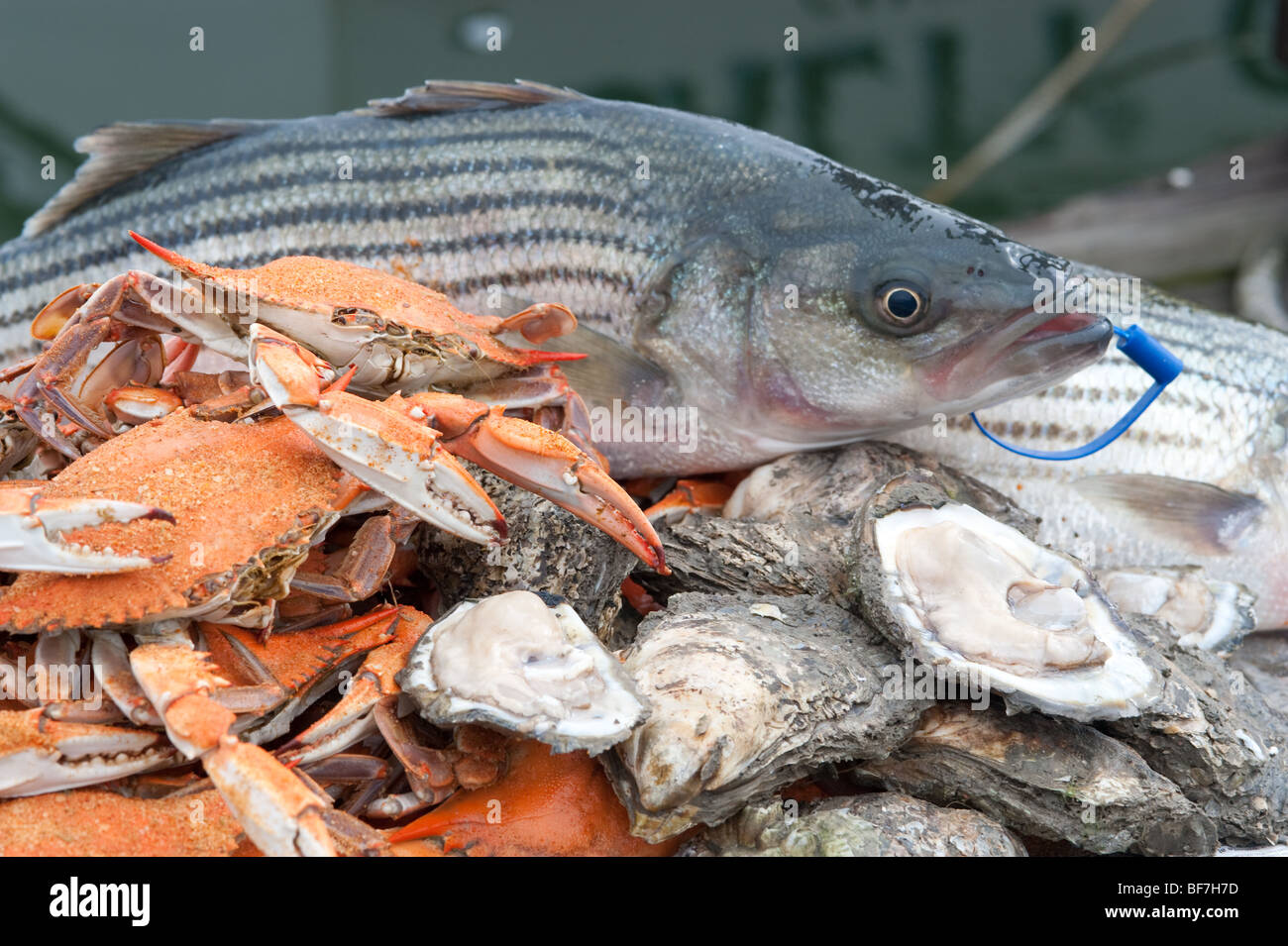 Crabs, oysters, and rockfish on the eastern shore Stock Photo