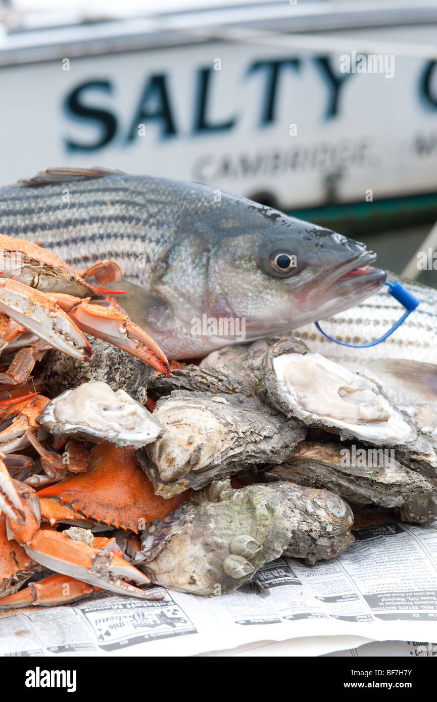 Crabs, oysters, and rockfish on the eastern shore Stock Photo Alamy