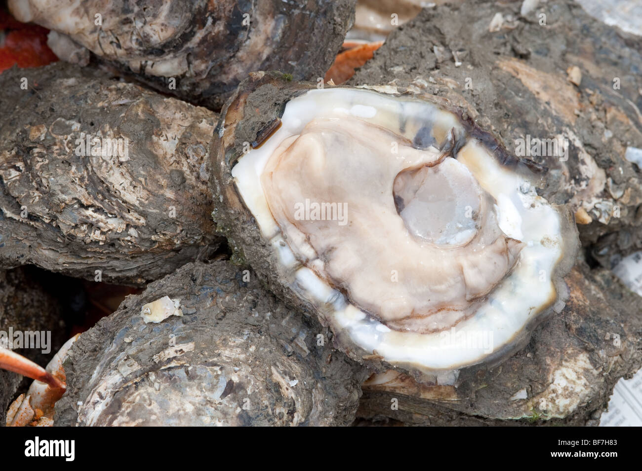 Chesapeake bay oysters, Maryland Stock Photo Alamy