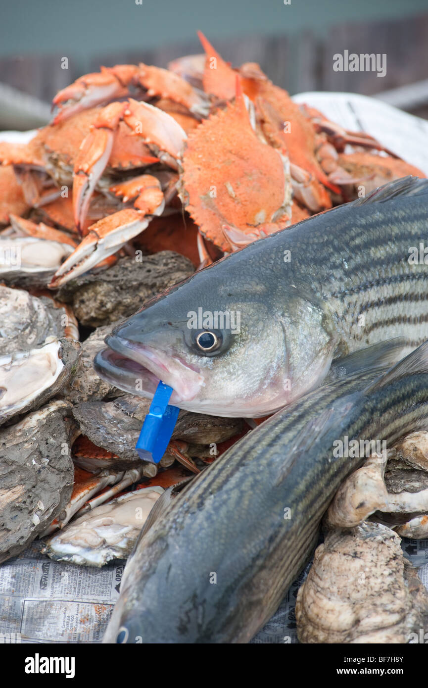Closeup of rockfish, oysters and crabs Stock Photo