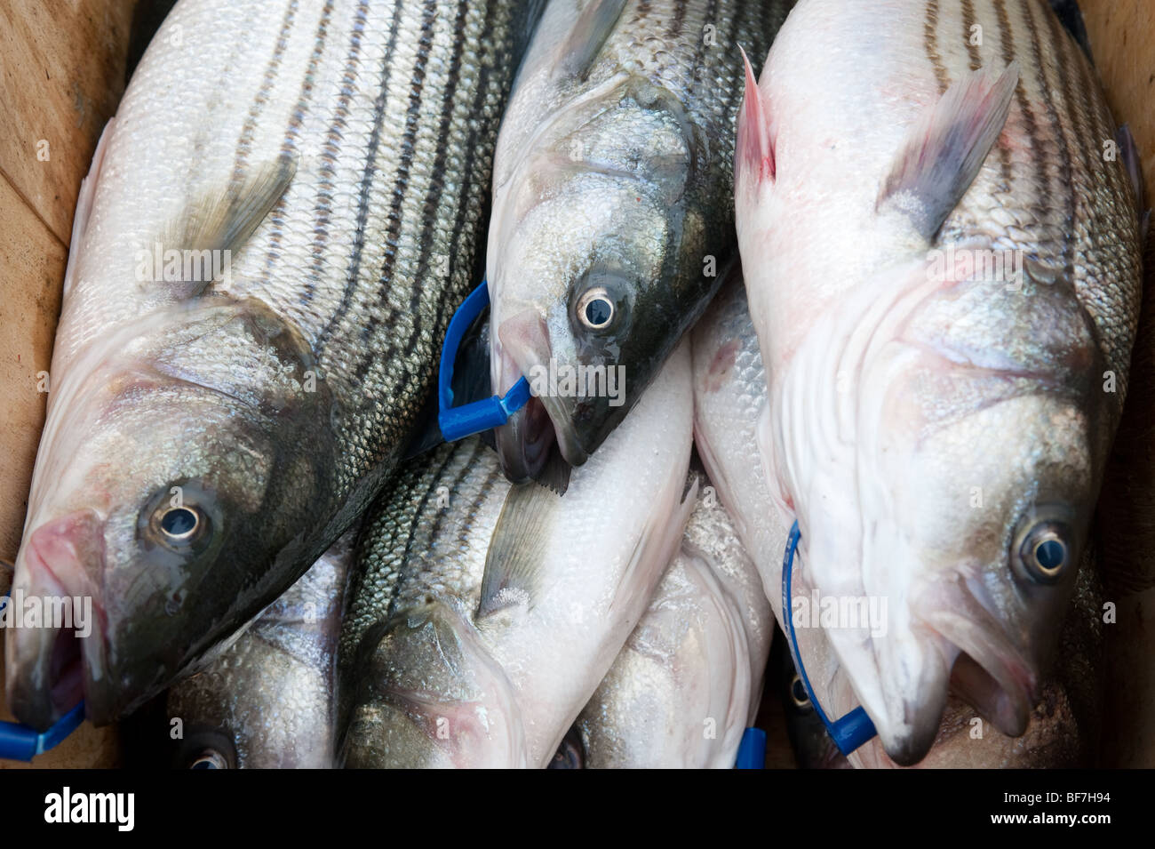 Rockfish hires stock photography and images Alamy