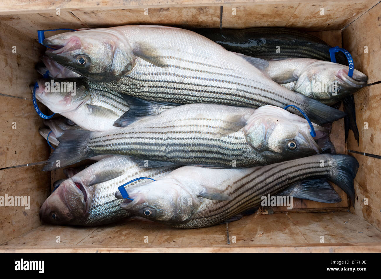 Crate of Rockfish Stock Photo