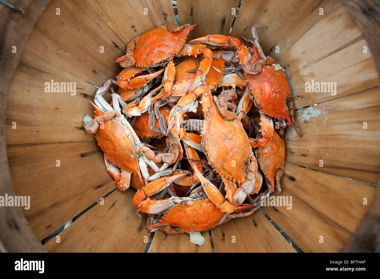 Steamed crabs , Chesapeake Bay Maryland Stock Photo Alamy