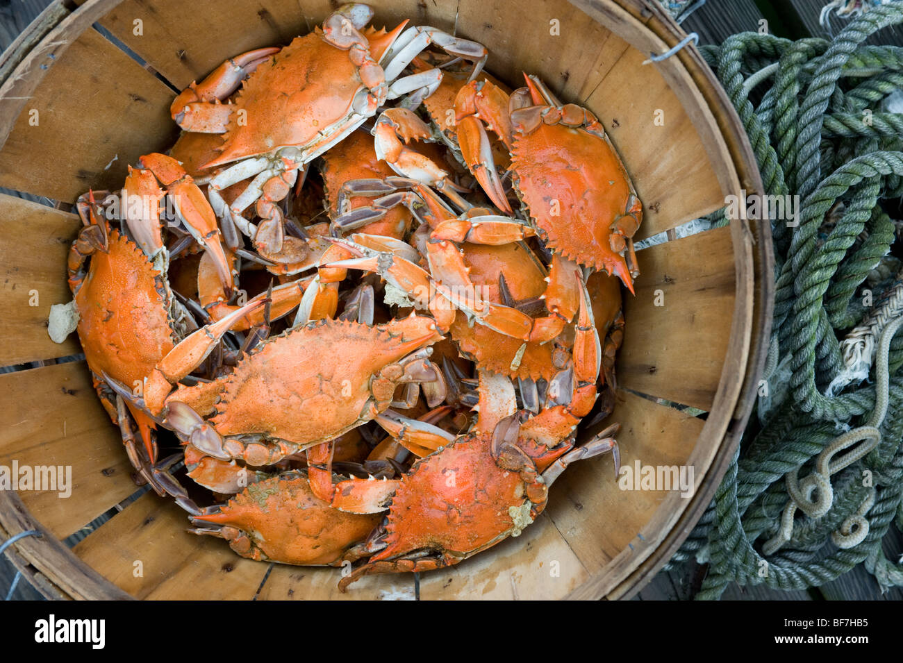 bushel basket of crabs Stock Photo - Alamy
