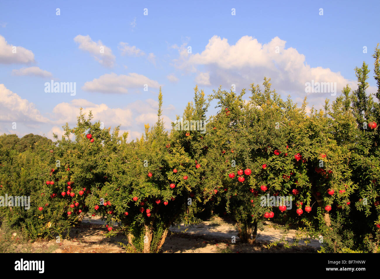 Israel, Shephelah, Pomegranate tree (Punica granatum) in Moshav Lachish Stock Photo