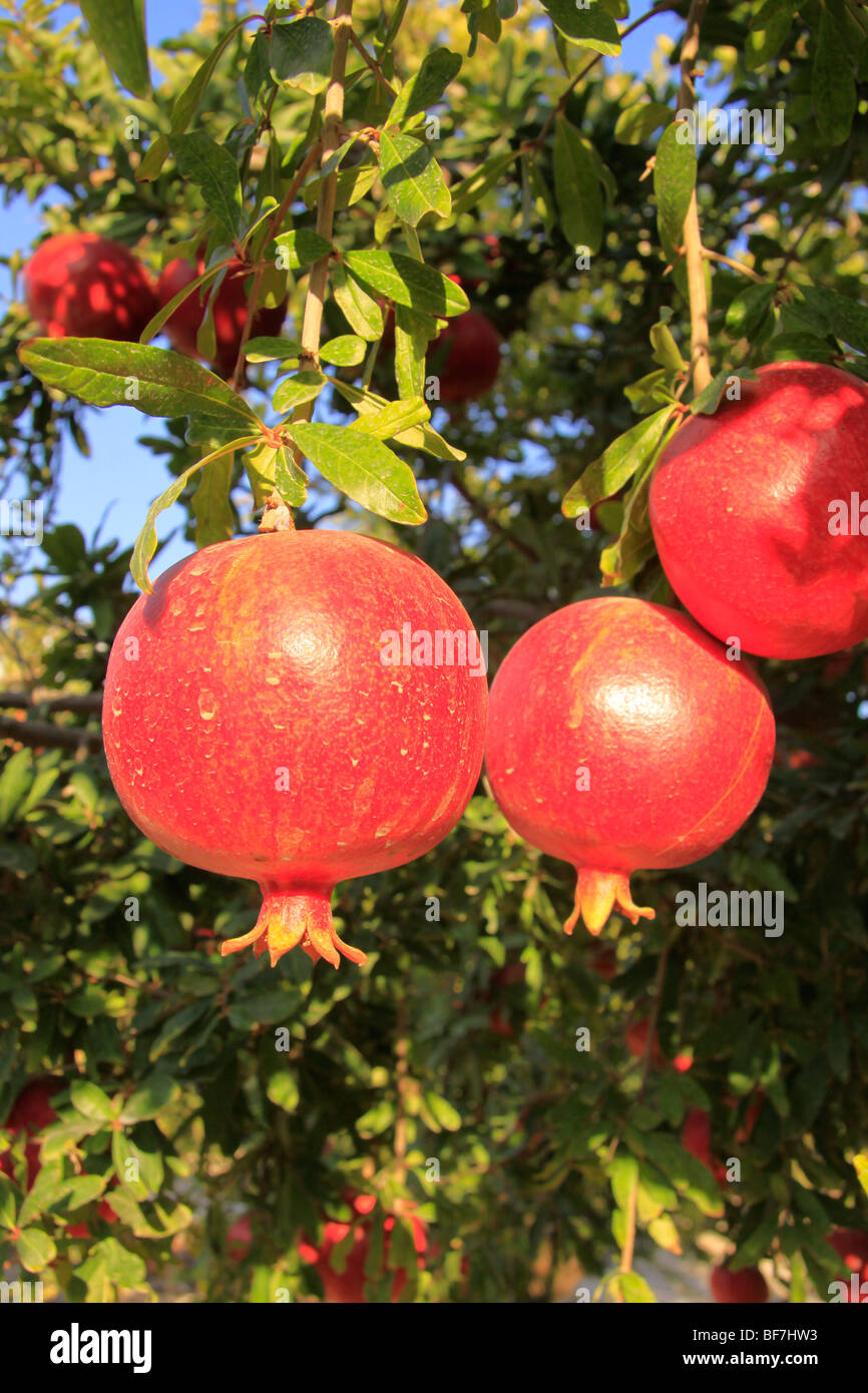 Israel, Shephelah, Pomegranate tree (Punica granatum) in Moshav Lachish  Stock Photo - Alamy