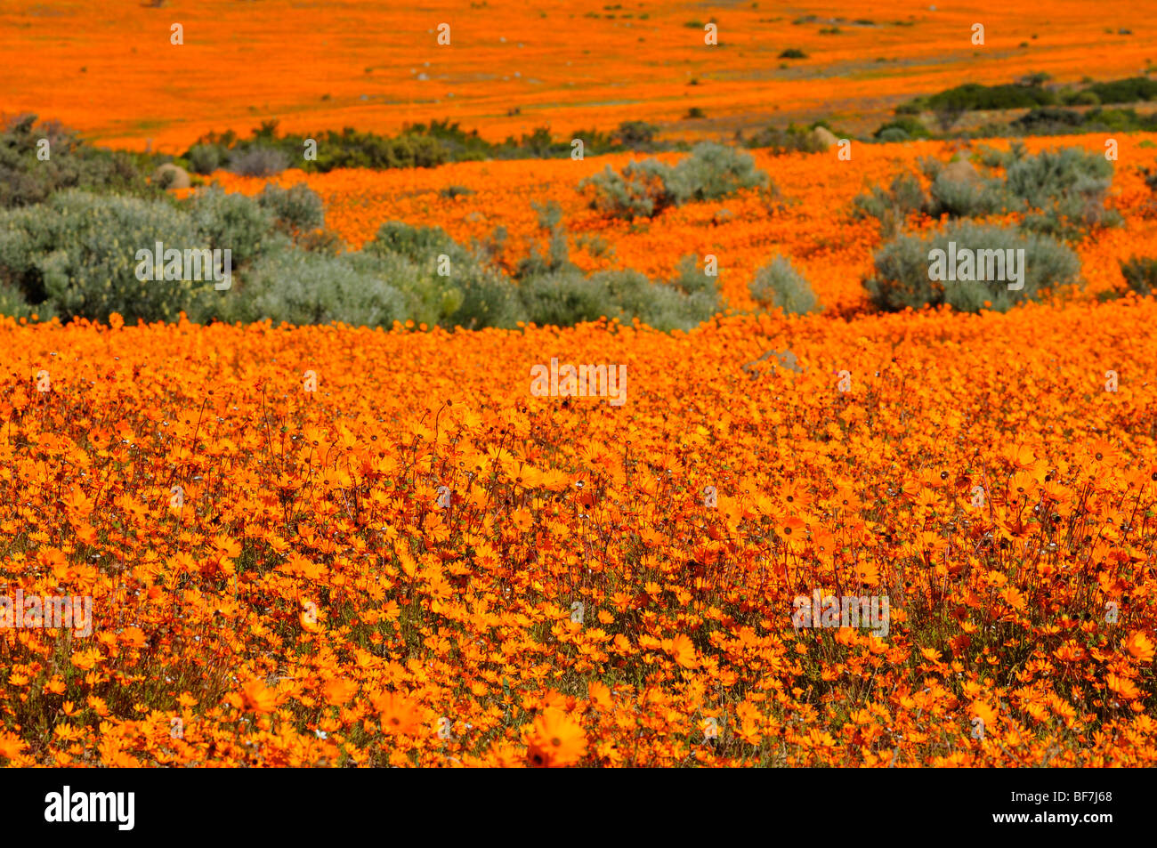 Carpet of spring flowers in Skilpad Nature Reserve near Kamieskron, Namaqualand, South Africa Stock Photo