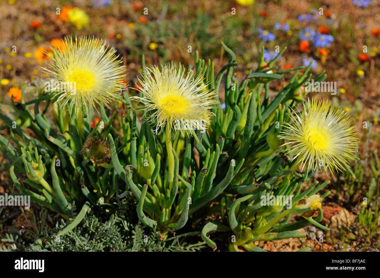 Narrow-leafed ice plants, Conicosia elongata, Namaqualand, South Africa Stock Photo