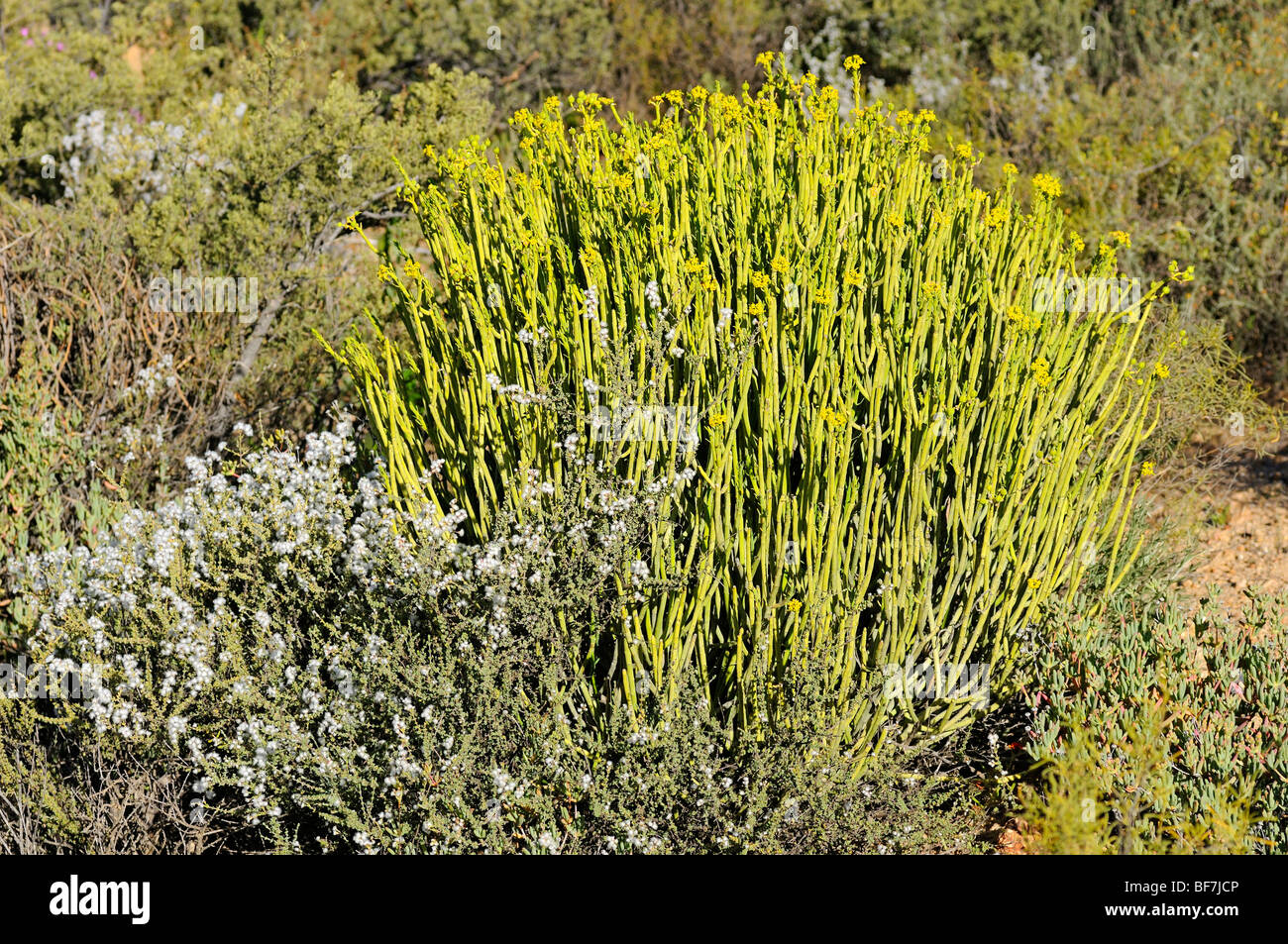 Euphorbia mauretanica in habitat, Namaqualand, South Africa Stock Photo