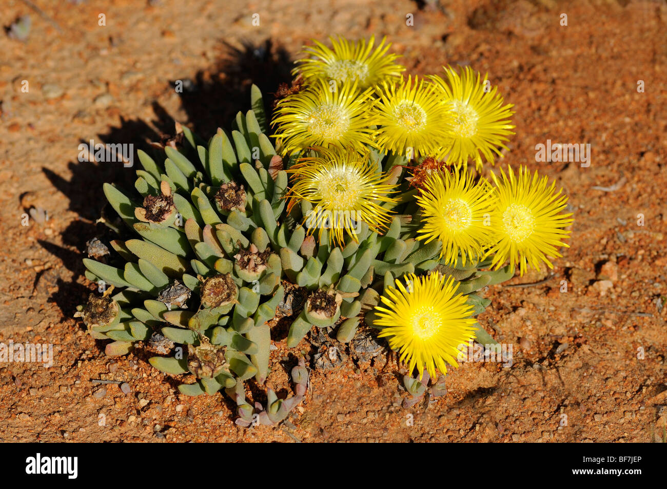 Cheiridopsis spec., Namaqualand, South Africa Stock Photo