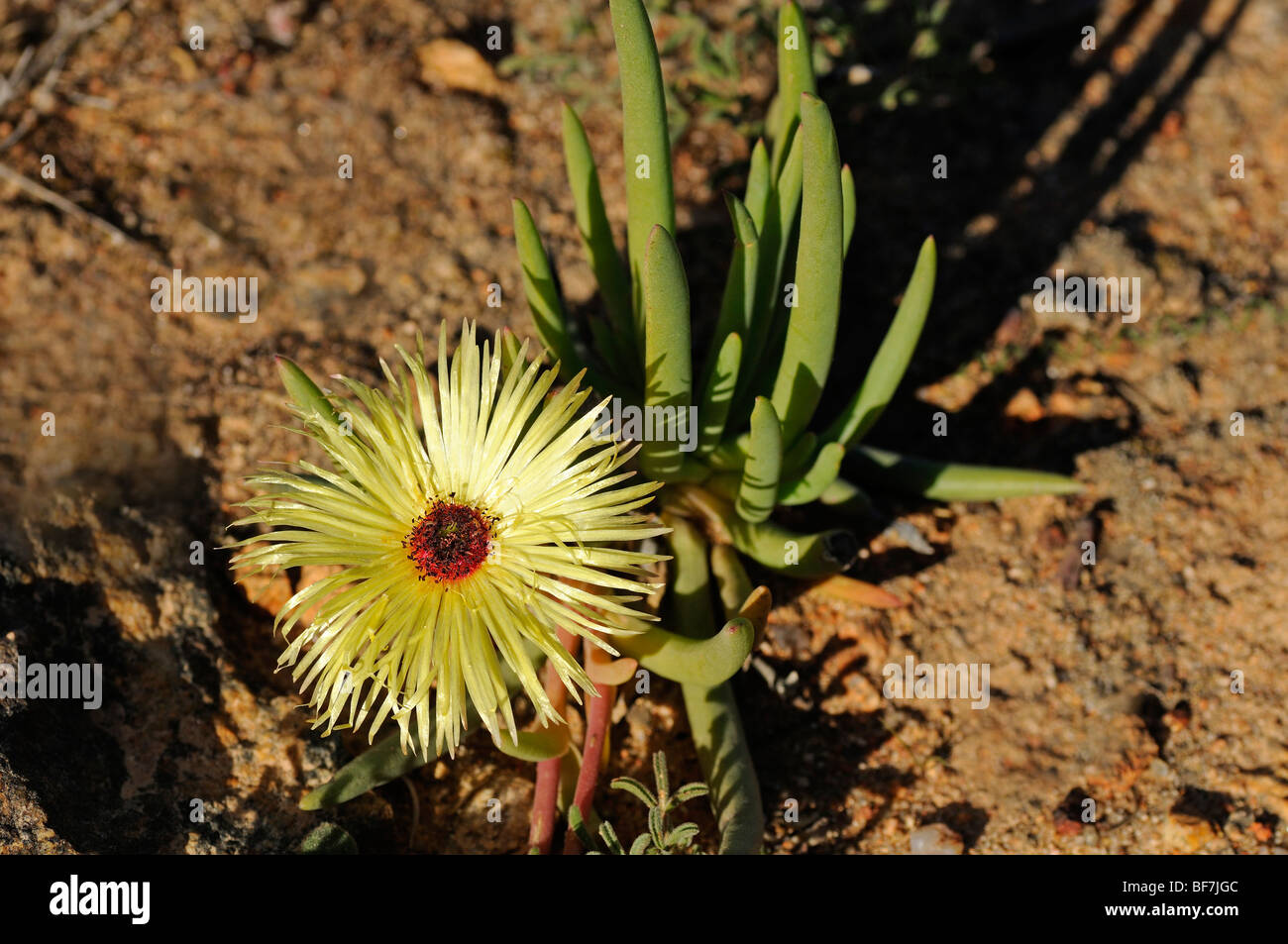 Cephalophyllum pillansii in habitat, Namaqualand, South Africa Stock Photo