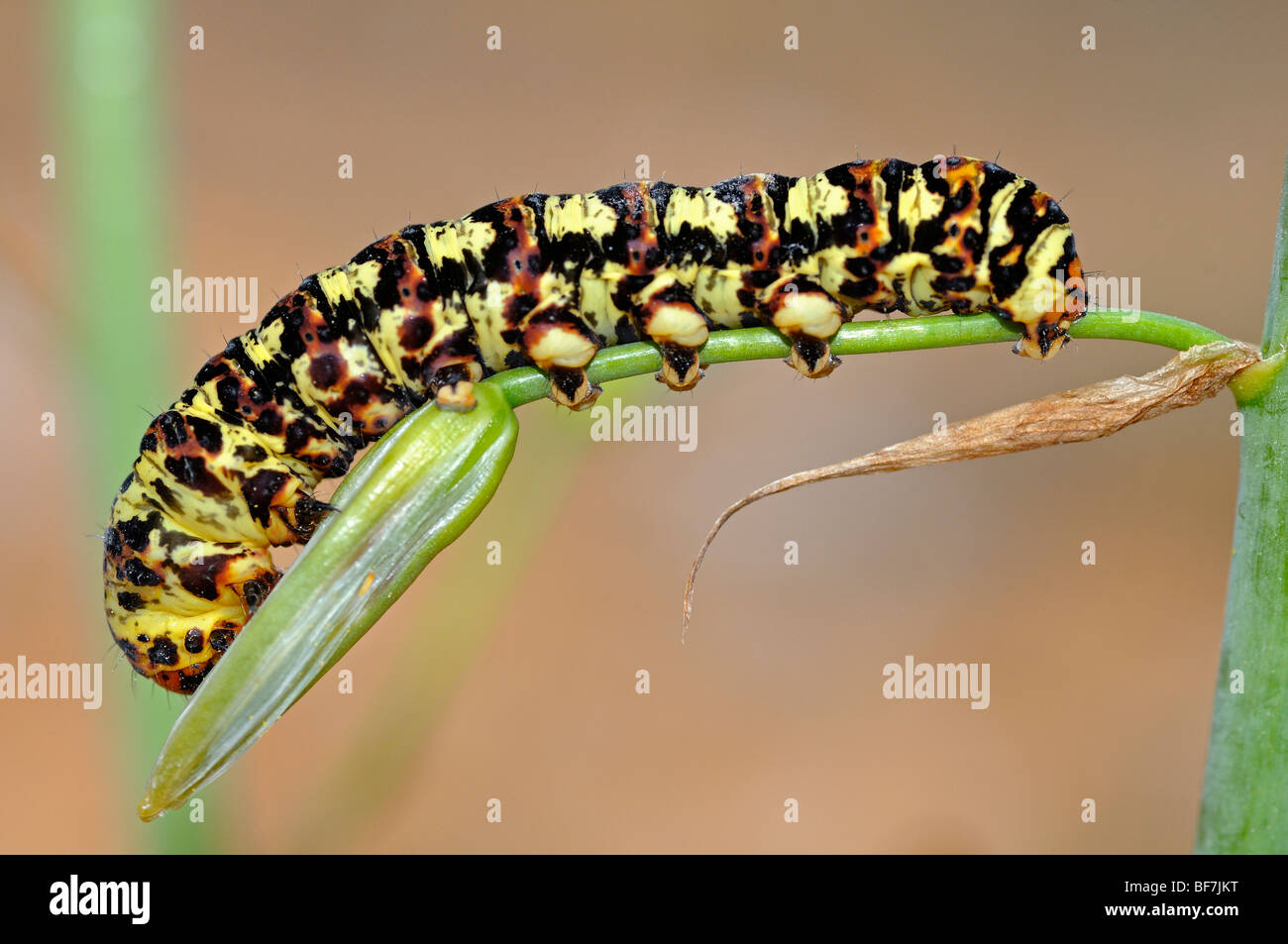 Caterpillar of Cherry spot butterfly, Diaphone eumela, Lily borer