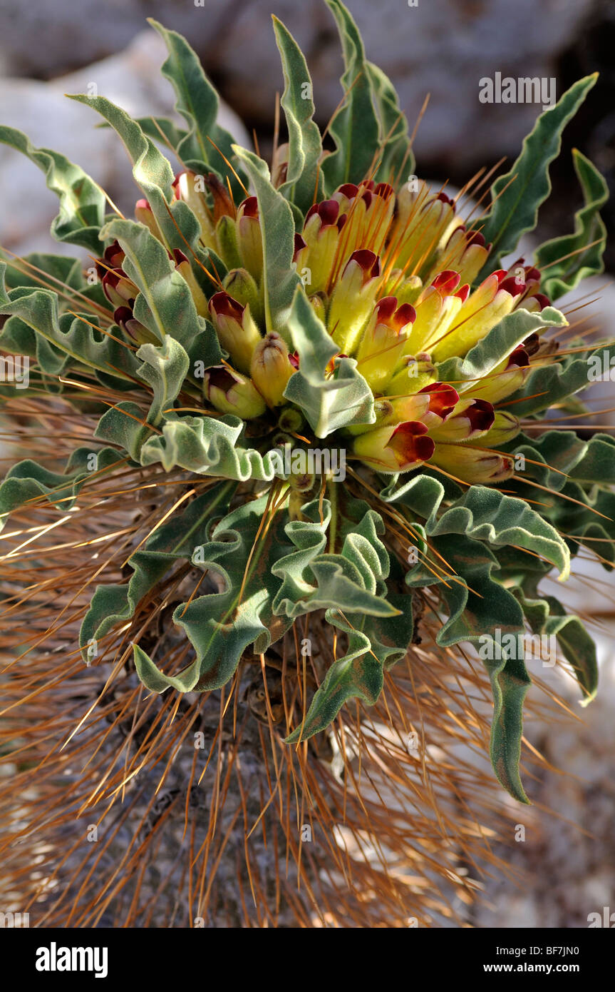 Inflorescens of halfmens, Pachypodium namaquanum, Richtersveld, South Africa Stock Photo