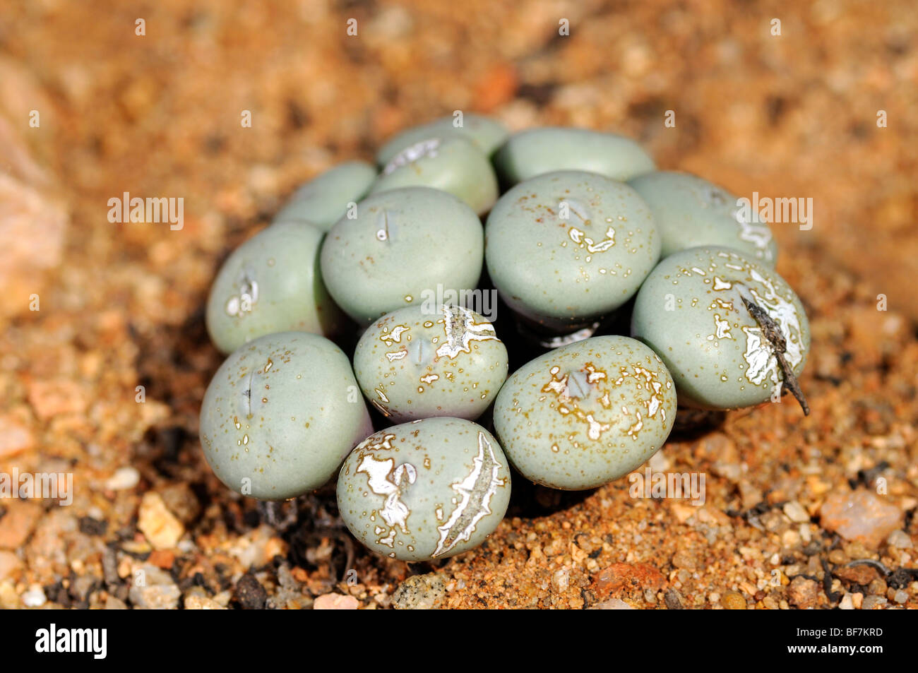 Cushion of Conophytum flavum, Knopies, Namaqualand, South Africa Stock Photo