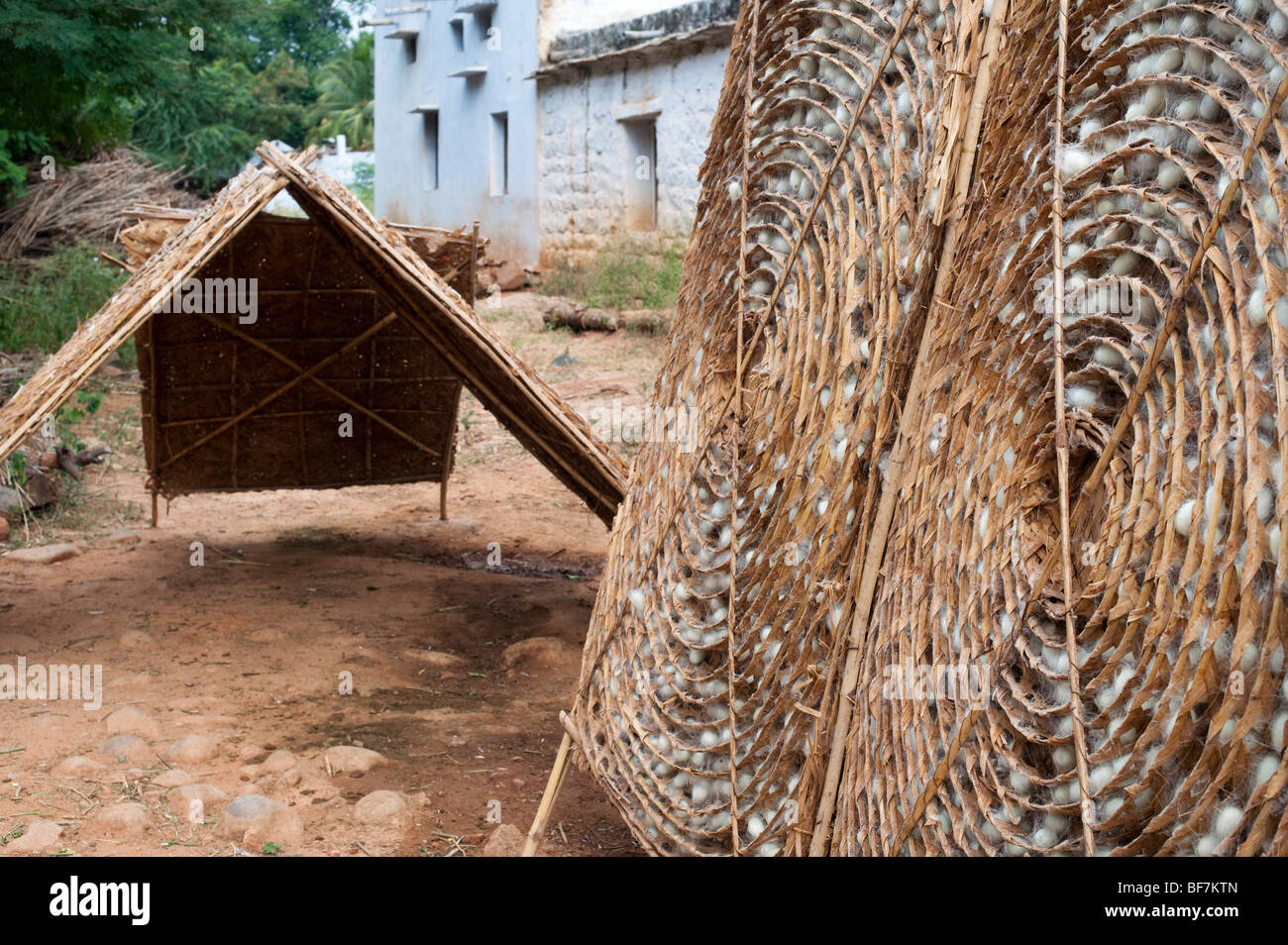 Silkworm cocoons in traditional circular bamboo frame in the production of silk in a rural indian village. Andhra Pradesh, India Stock Photo