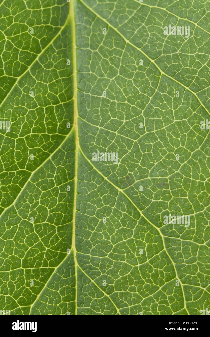 Green Leaf Vein close up shot for background Stock Photo - Alamy