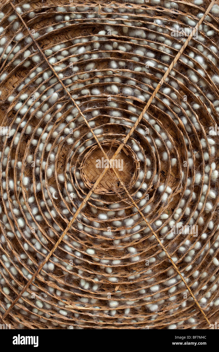Silkworm cocoons in a traditional circular bamboo frame in the production of silk on an Indian farm. Andhra Pradesh, India Stock Photo