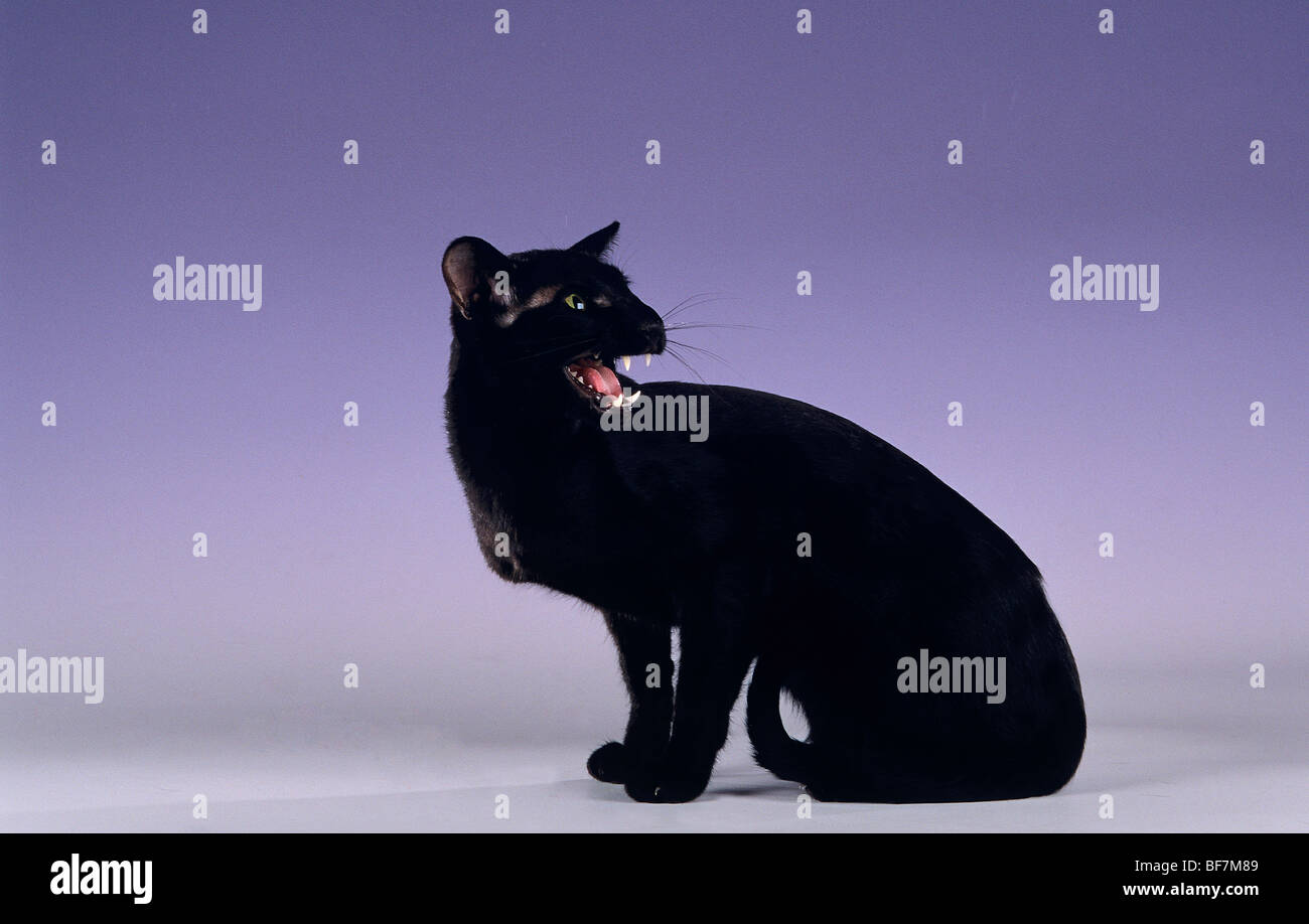 Oriental Shorthair Cat Sitting Cut Out Stock Photo 26599785