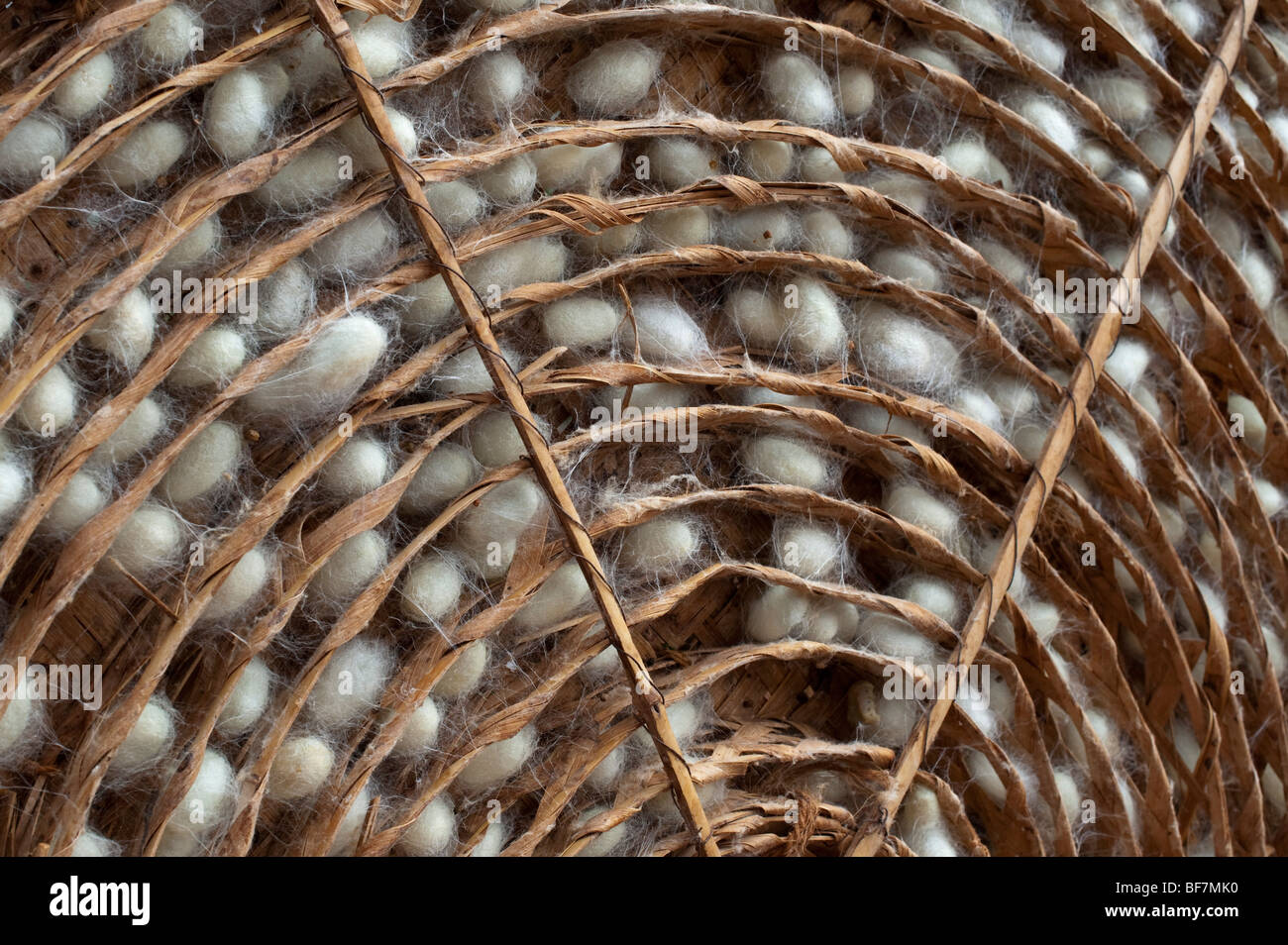 Silkworm cocoons in a traditional circular bamboo frame in the production of silk on an Indian farm. Andhra Pradesh, India Stock Photo