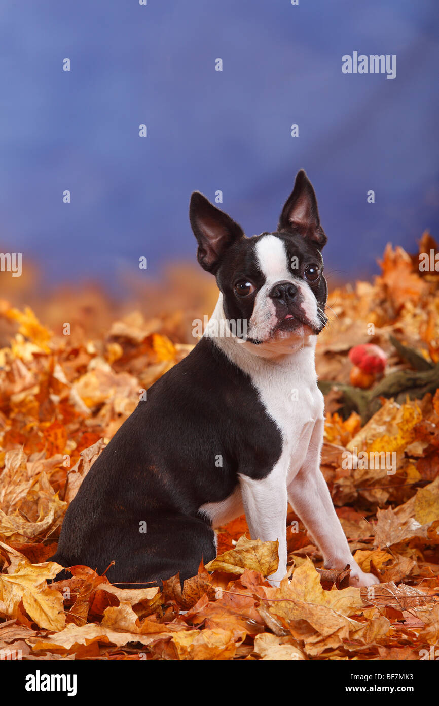 Boston Terrier / autumn foliage Stock Photo - Alamy