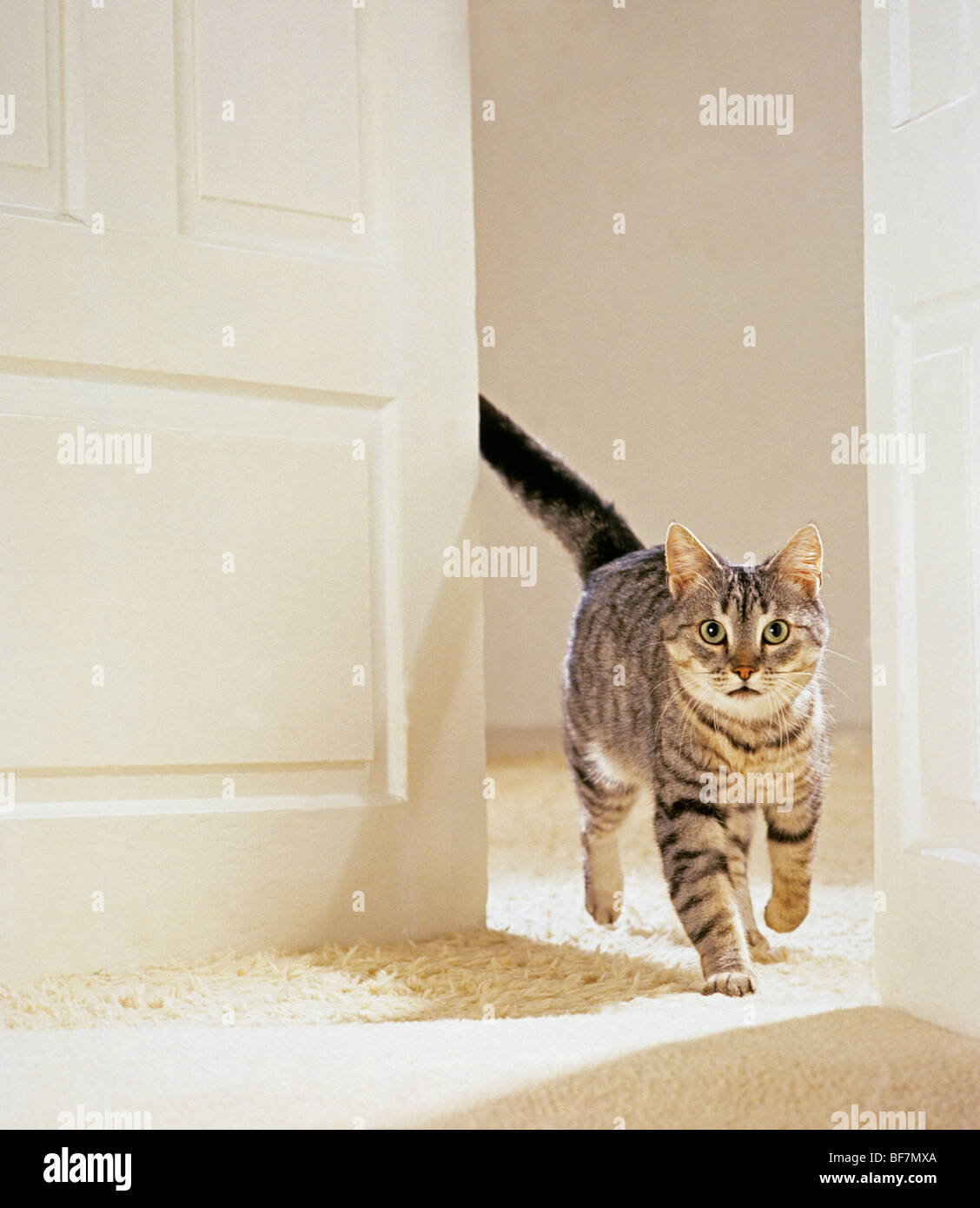 tabby domestic cat coming through open door Stock Photo Alamy