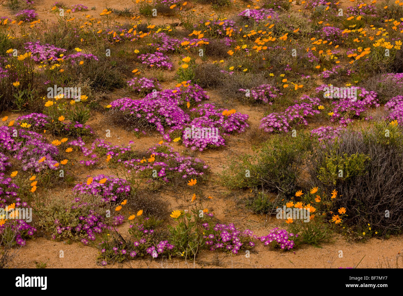 desert in flower in Namaqualand: orange daisies Tripteris hyoseroides and pink mesembs Drosanthemum hispidum Goegap reserve Stock Photo