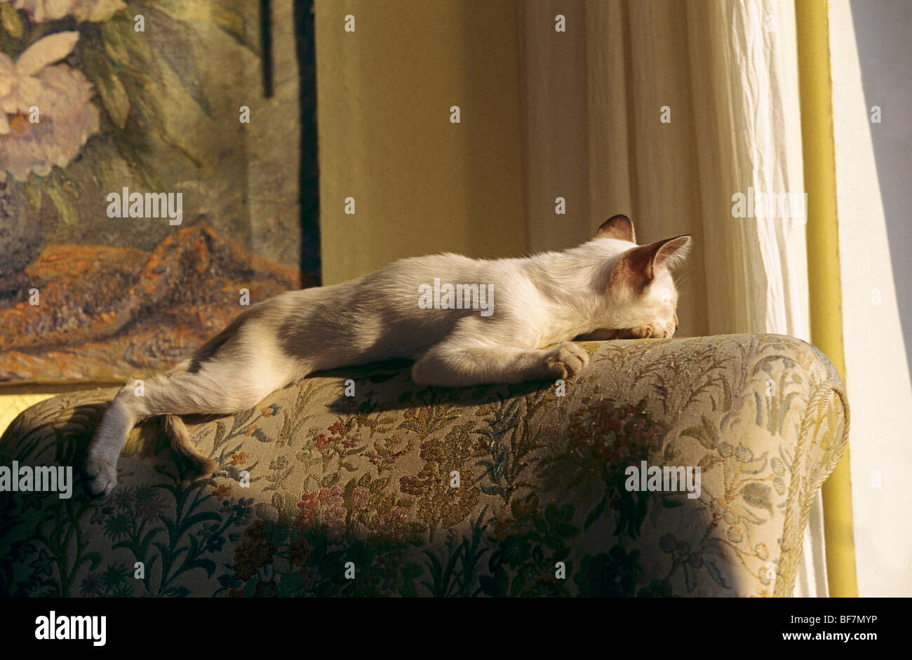 Siamese cat - lying on a chair-back Stock Photo