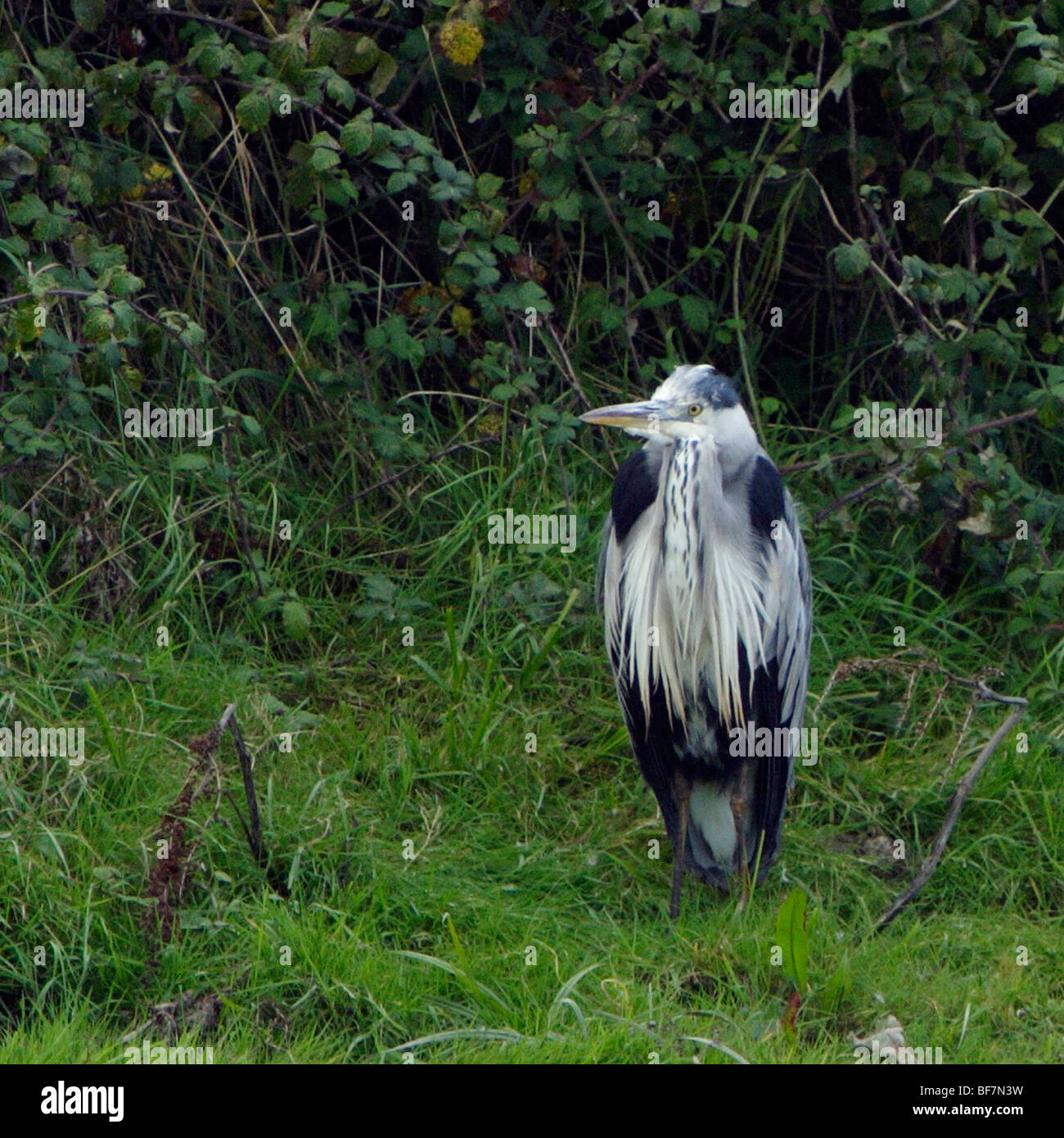 Grey Heron, WWT, Llanelli, Wales, UK Stock Photo