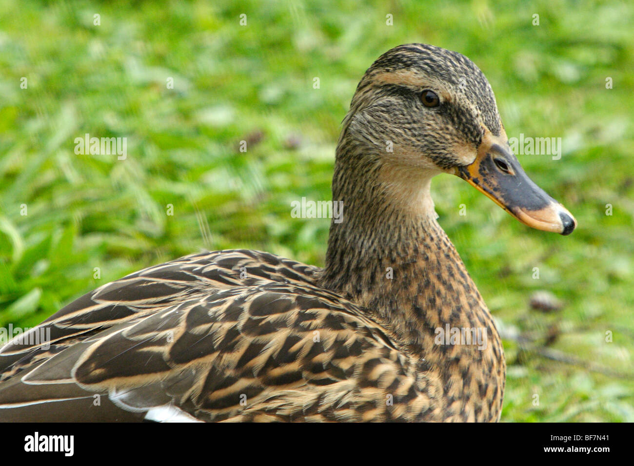 Duck, WWT, Llanelli, Wales, UK Stock Photo
