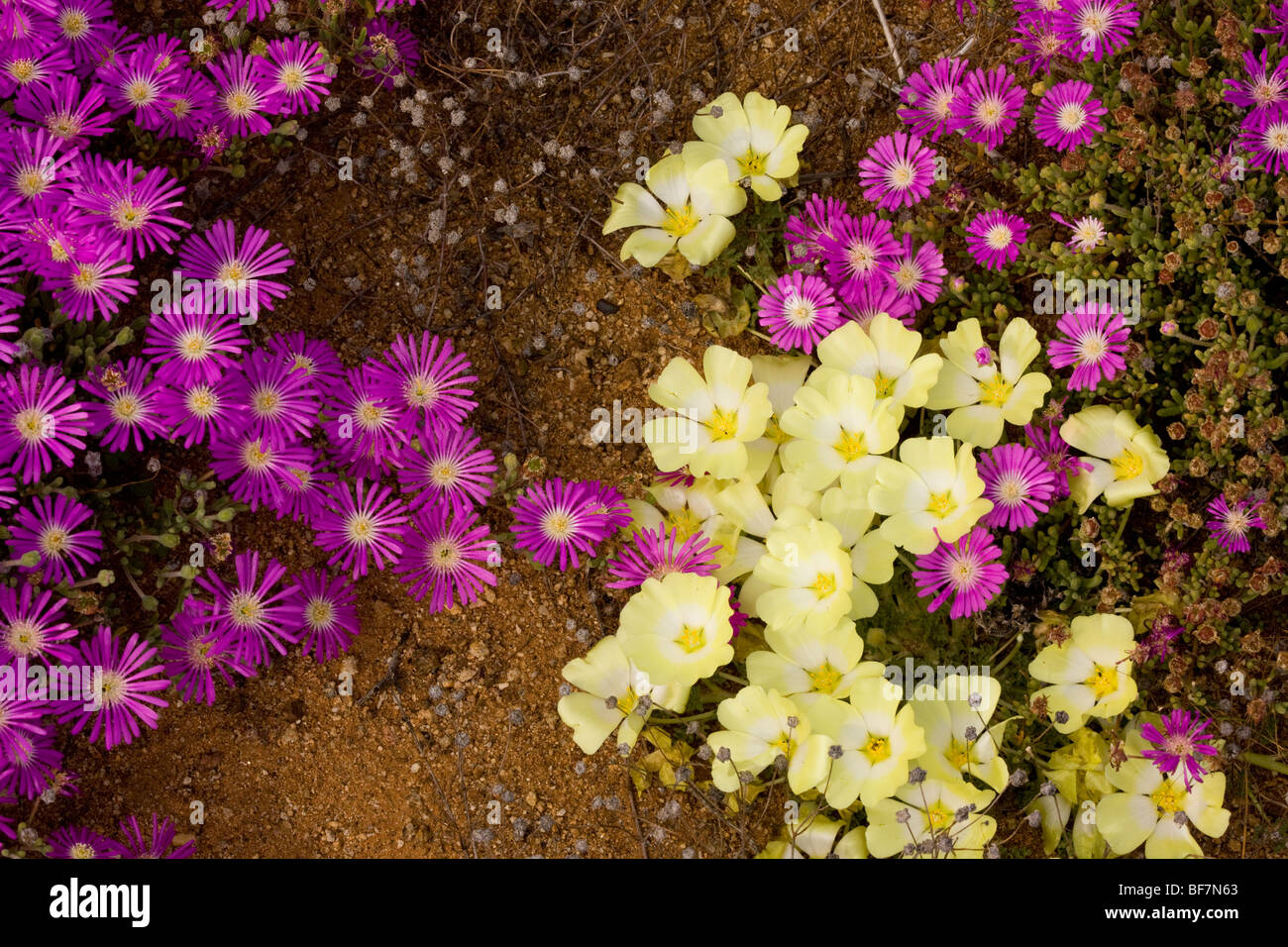 Desert Primrose Grielum humifusum and a mesemb Drosanthemum hispidum in Namaqualand, South Africa Stock Photo
