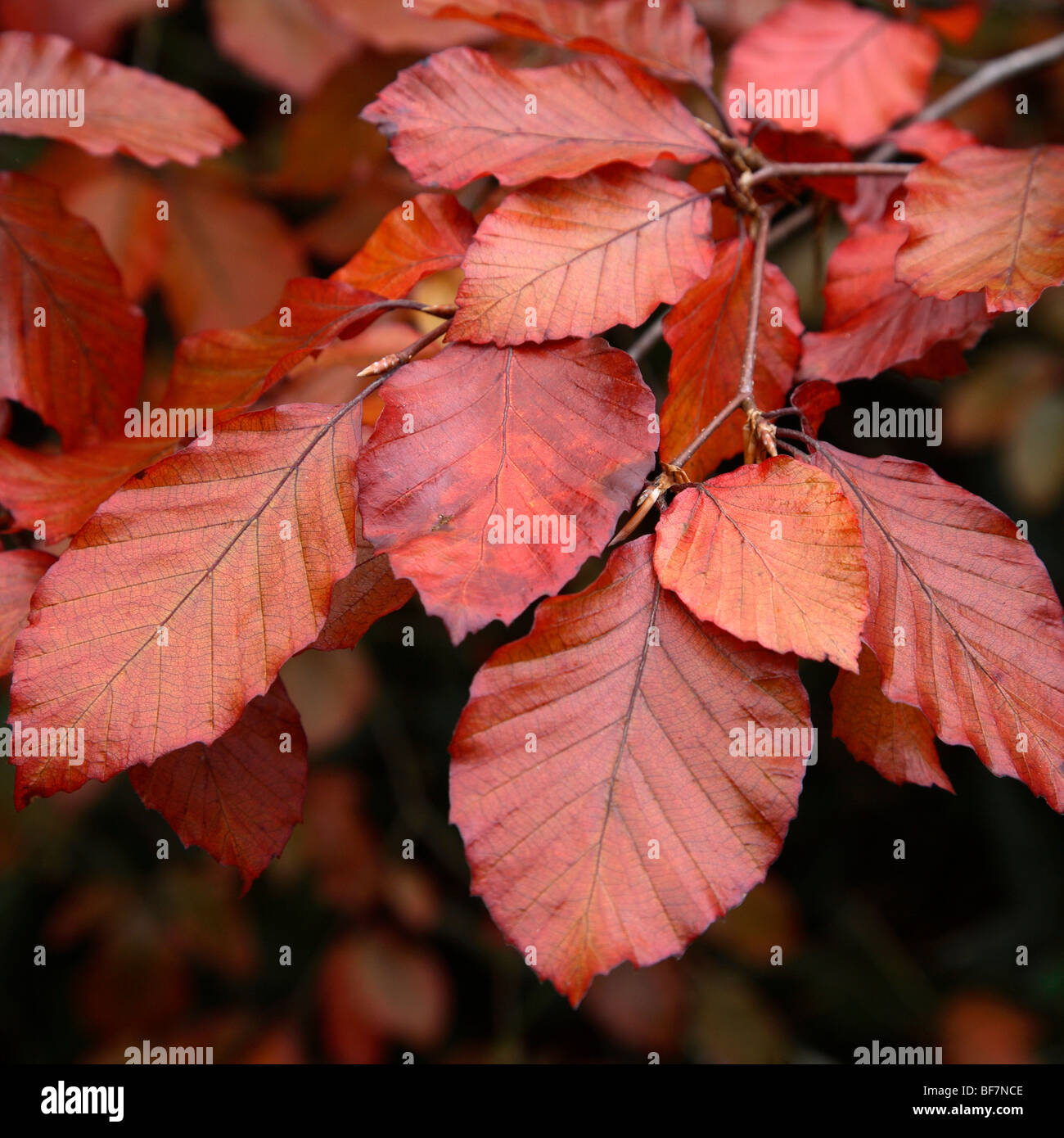 Red beech tree leaves hi-res stock photography and images - Alamy