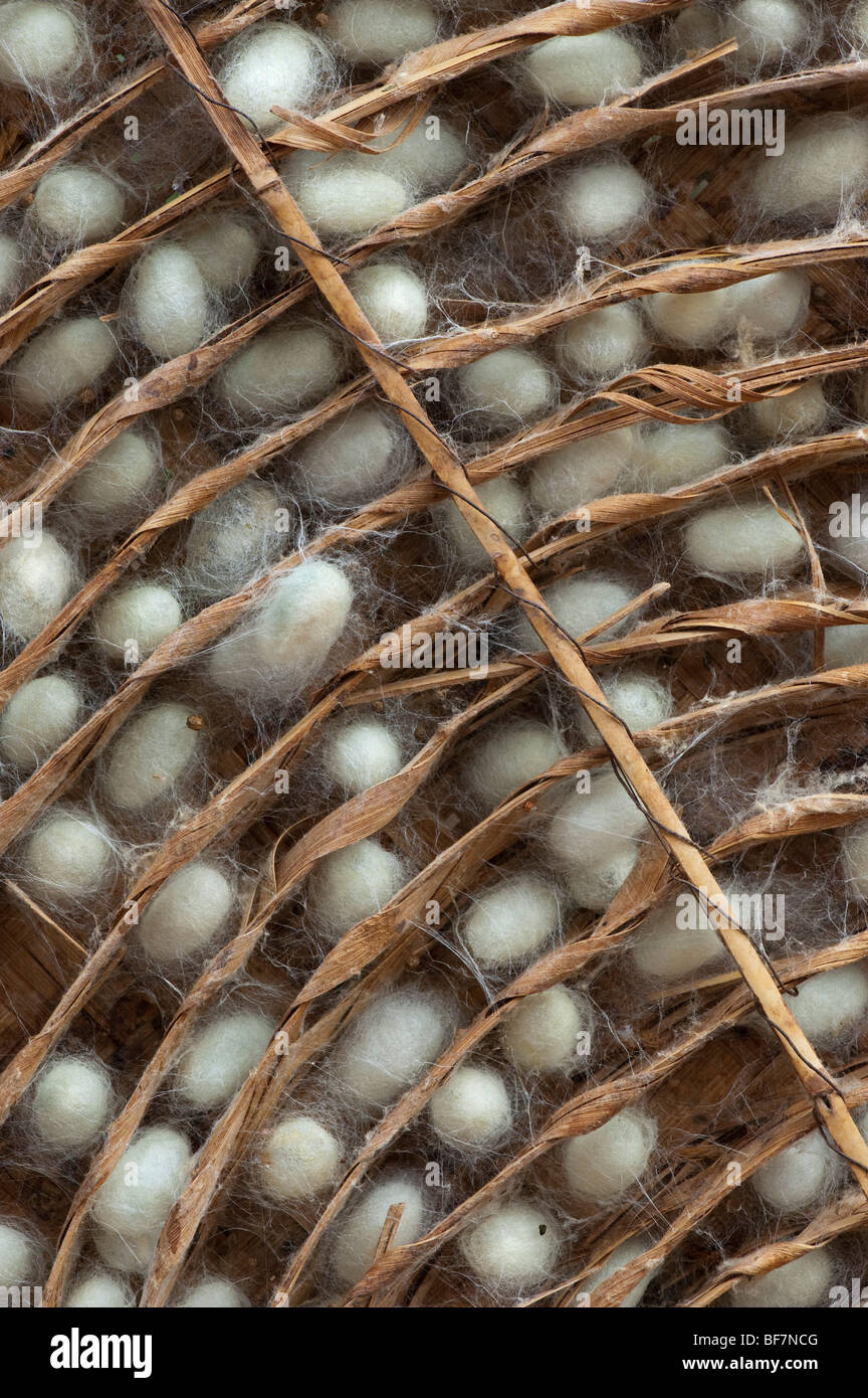 Silkworm cocoons in a traditional circular bamboo frame in the production of silk on an Indian farm. Andhra Pradesh, India Stock Photo