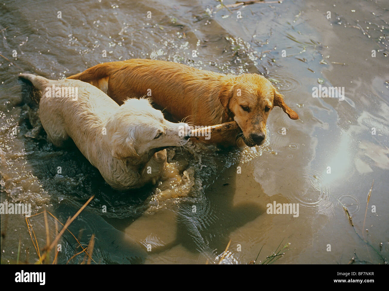 two Golden Retriever dogs in water with stick Stock Photo