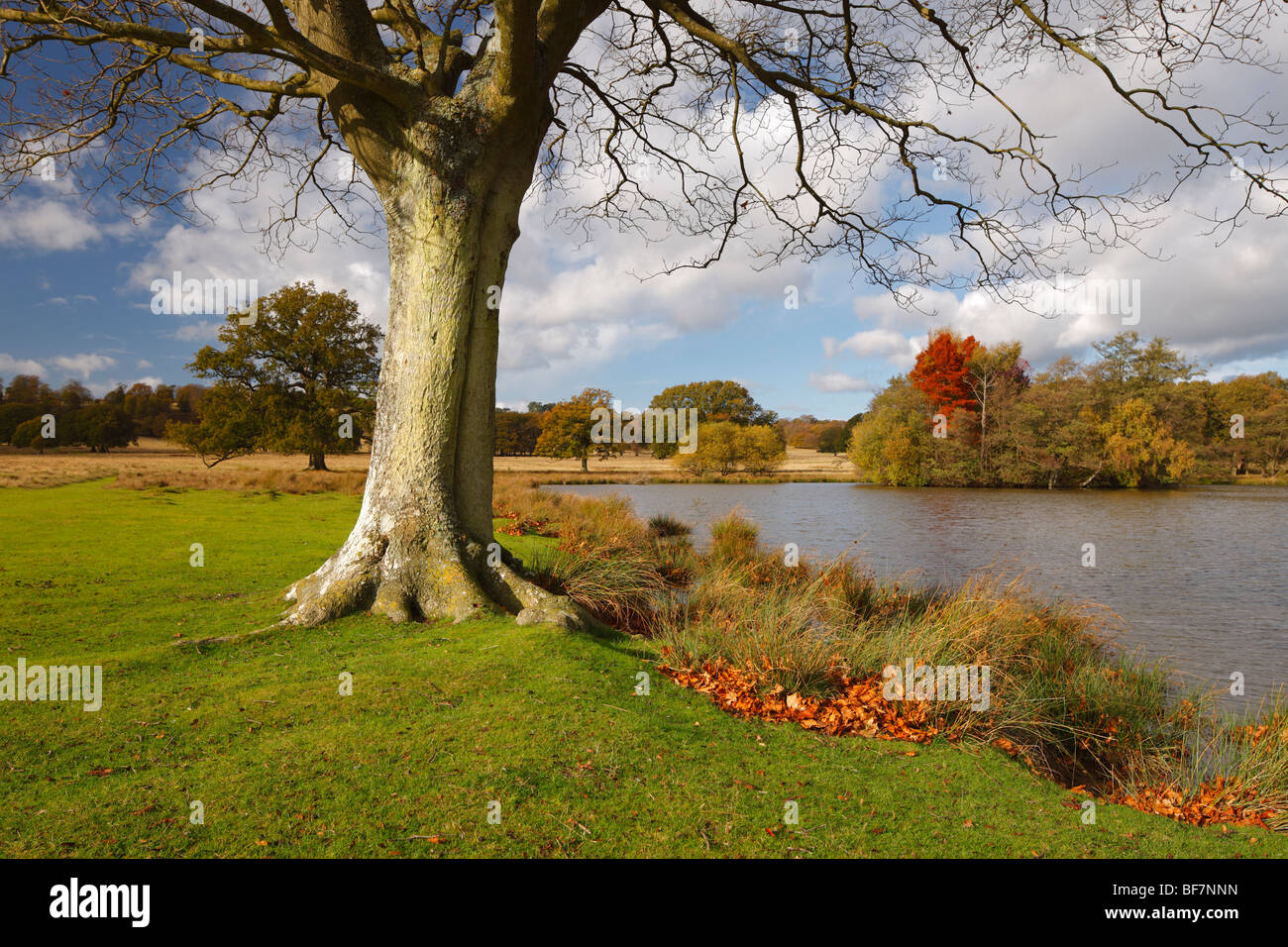 Petworth Park, Petworth, West Sussex, England, UK. Stock Photo