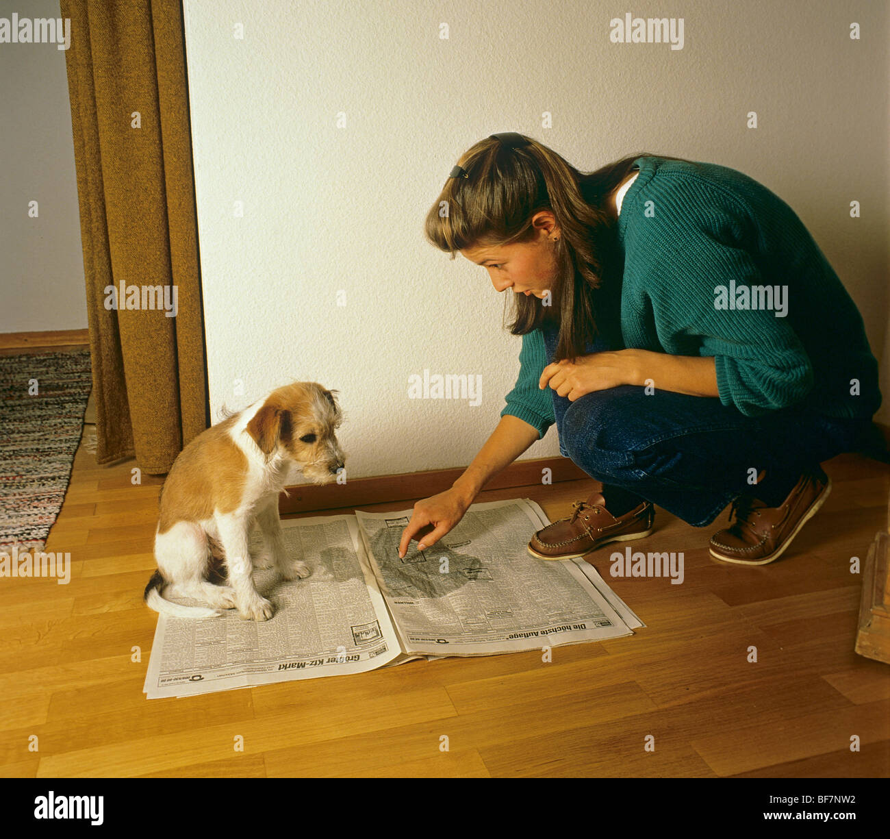 dog education housetrained Stock Photo Alamy