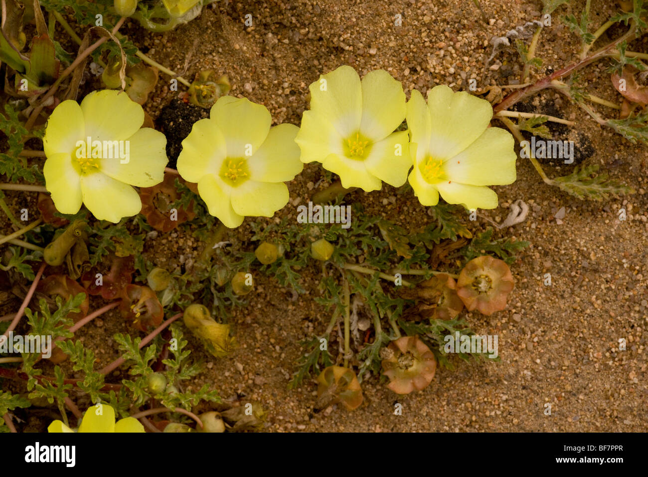 Desert Primrose Grielum humifusum , Namaqualand, South Africa Stock Photo